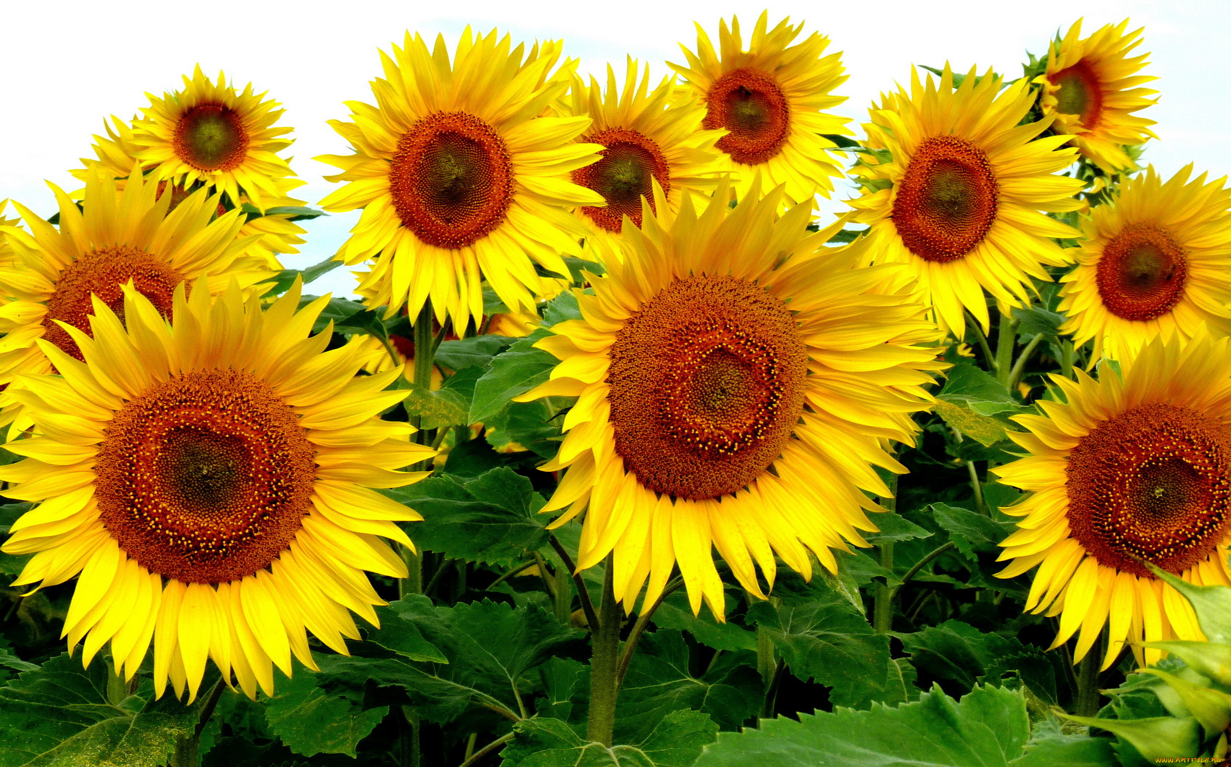 Подсолнечник (Helianthus)